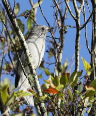 Colluricincla harmonica