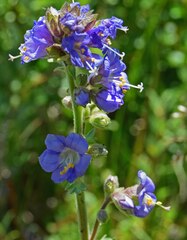 Polemonium