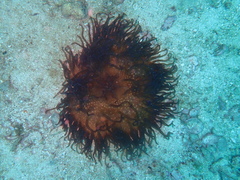 Macrodactyla doreensis