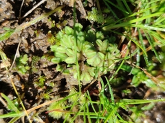Riccia