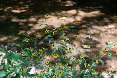 Rudbeckia triloba
