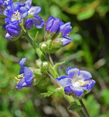Polemonium