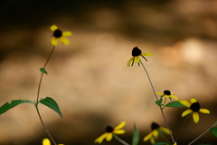 Rudbeckia triloba