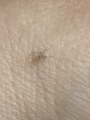 Cheiracanthium mildei