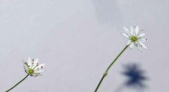 Stellaria longifolia
