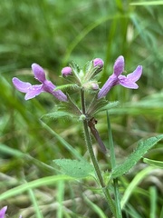 Stachys