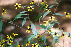 Rudbeckia triloba