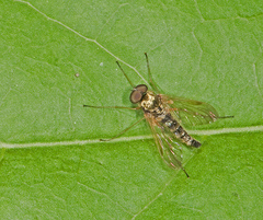 Chrysopilus ornatus