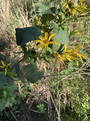 Helianthus strumosus