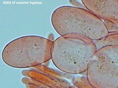 Ramsbottomia crechqueraultii