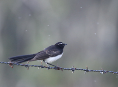 Rhipidura leucophrys