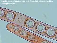 Ramsbottomia crechqueraultii