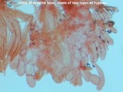 Ramsbottomia crechqueraultii