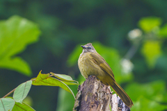 Pycnonotus flavescens