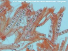 Ramsbottomia crechqueraultii