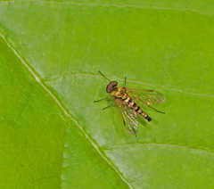 Chrysopilus ornatus