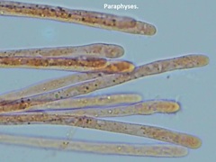 Ramsbottomia crechqueraultii