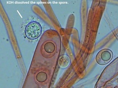 Ramsbottomia crechqueraultii