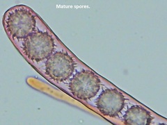 Ramsbottomia crechqueraultii