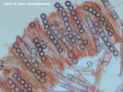 Ramsbottomia crechqueraultii