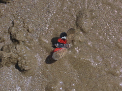 Lycorma delicatula