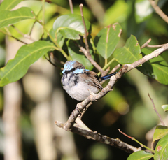 Malurus cyaneus