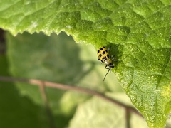 Diabrotica undecimpunctata