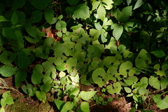 Asarum canadense