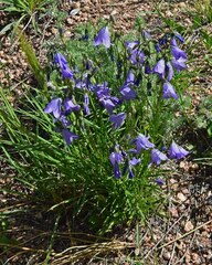 Campanula rotundifolia