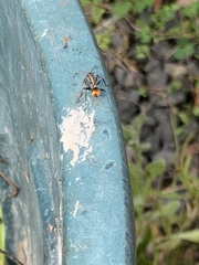 Polyrhachis ammon