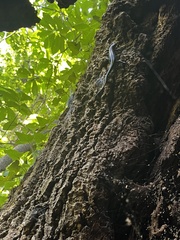 Plestiodon