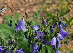 Campanula rotundifolia