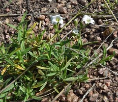 Cerastium arvense