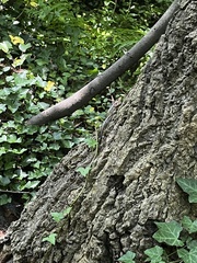 Plestiodon
