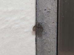 Clogmia albipunctata