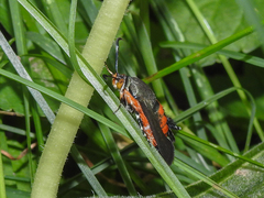 Eichlinia cucurbitae