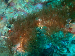 Acrozoanthus australiae