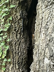 Plestiodon