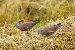 Streptopelia tranquebarica