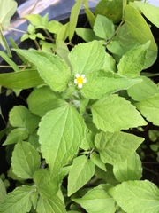 Galinsoga quadriradiata