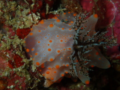 Halgerda batangas