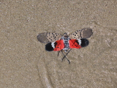 Lycorma delicatula