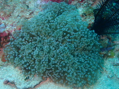 Fimbriaphyllia divisa