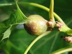 Dryocosmus quercuspalustris