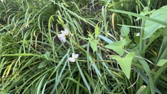 Persicaria senticosa