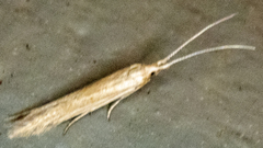 Coleophora