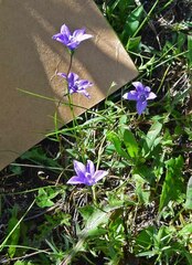 Campanula parryi