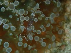 Ancylomenes venustus