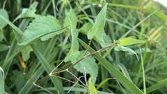 Persicaria senticosa