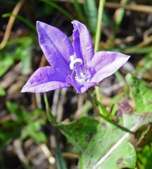 Campanula parryi